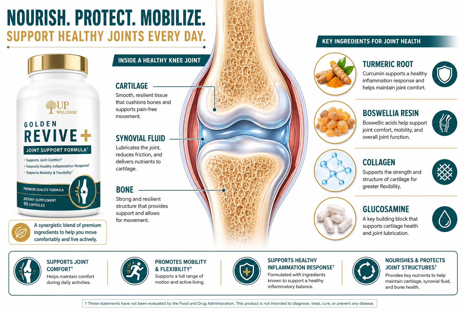Detailed () educational infographic-style image showing a cross-section diagram of a healthy knee joint with labeled